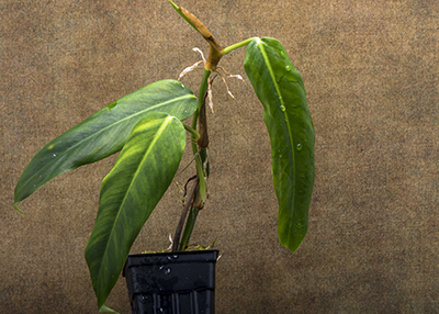 Philodendron hebetatum