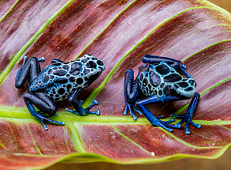 Blue Sipaliwini D. tinctorius, Sexed Pair 